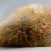 Hat, Coonskin