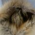 Hat, Coonskin