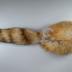 Hat, Coonskin