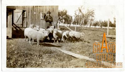 Photographic Print, Unidentified man with a herd of sheep outside a barn