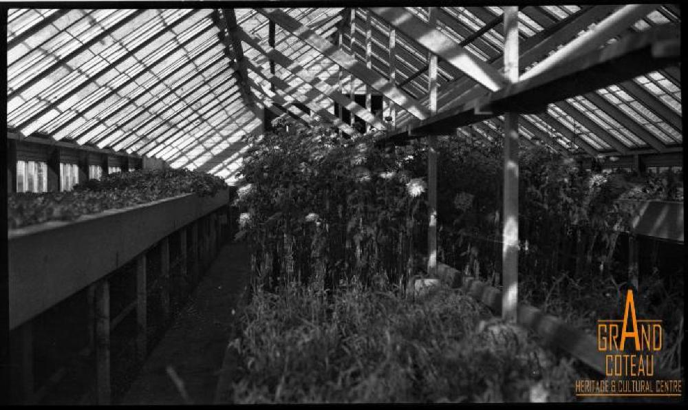 Photographic Negative