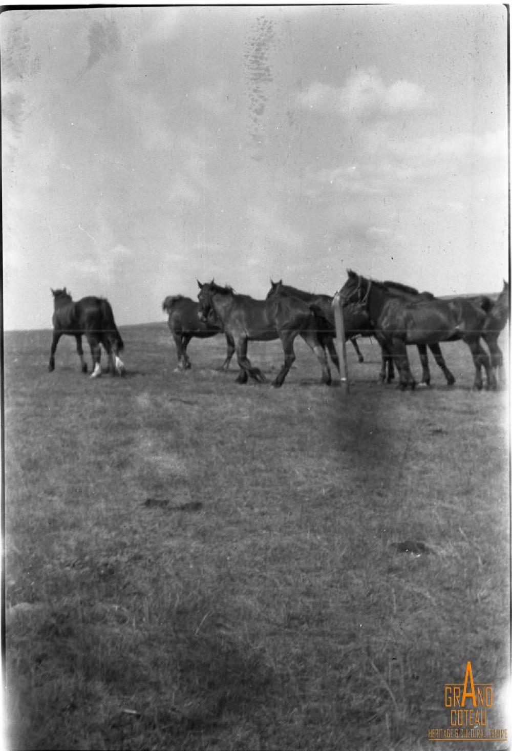 Photographic Negative