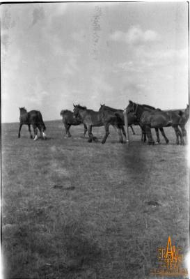 Photographic Negative