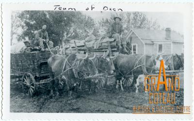 Photographic Print, teams of oxen hitched to wagons