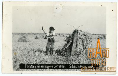 Photographic Postcard "Fighting Grasshoppers Out West - Shaunavon, Sask."