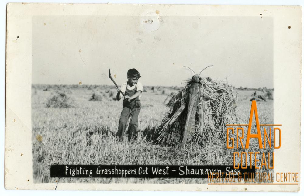 Photographic Postcard "Fighting Grasshoppers Out West - Shaunavon, Sask."