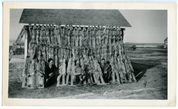 Photographic print, hunters posing with coyote pelts tacked to shed