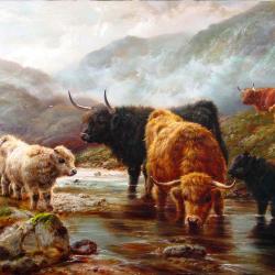 Highland Cattle