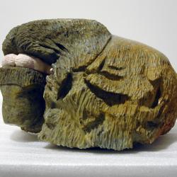 Muskox