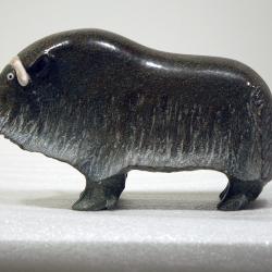 Muskox