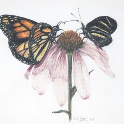 Butterflies 