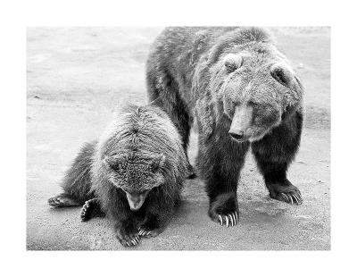 Bear enclosure, Buffalo zoo, 1978