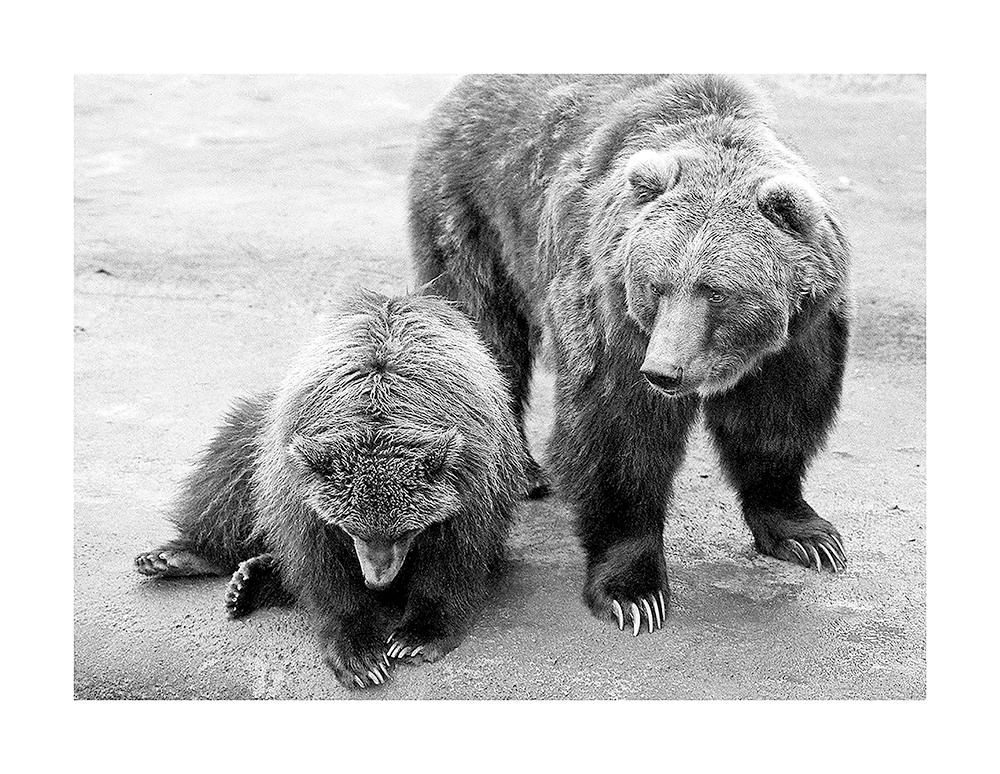 Bear enclosure - Buffalo zoo, 1978