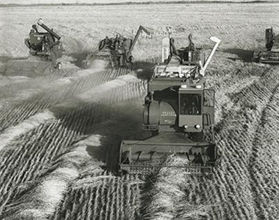 SK: Milestone - A grain elevator community as it appears at harvest time.