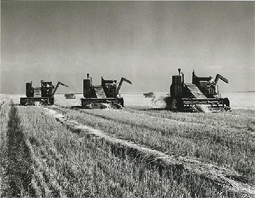 SK: Near Gray elevator siding - Self-propelled combines traverse a swathed wheat field.