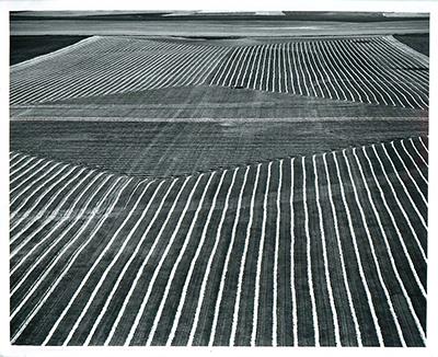 SK: Regina area - Tidy pattern of swathed wheat field on "The Great Regina Plain"