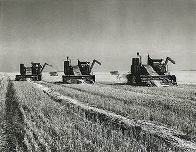 SK: Near Gray elevator siding - Self-propelled combines traverse a swathed wheat field.