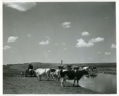 SK: Moose Jaw area -- A typical farm dugout