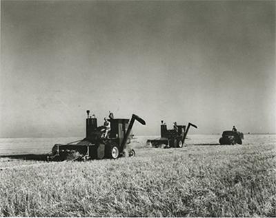 SK: S.E. of Regina, area of Gray - These antique-looking self-propelled combines were the state of the art in their day.