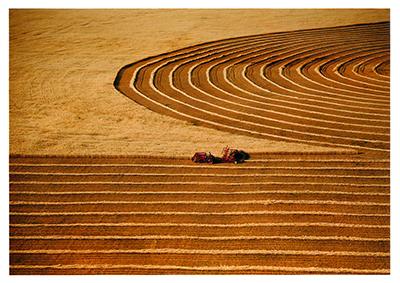 SK: Saskatoon area - Swather makes striking pattern in immense wheat field.