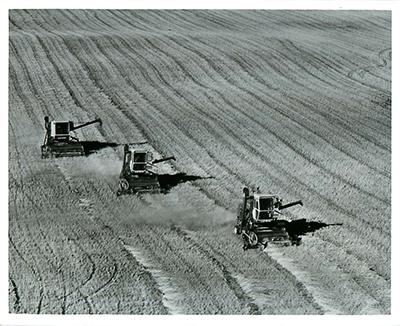 SK: "The Great Regina Plain," to S.E. of Regina - New models of air-conditioned self-propelled combines traverse a swathed wheat field.