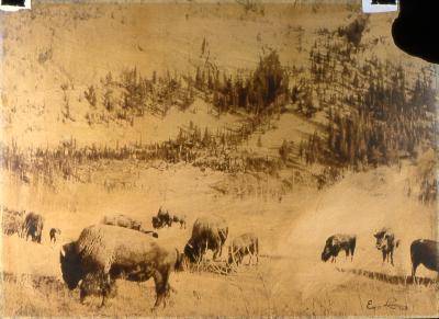 Buffalo on Winter Grassland