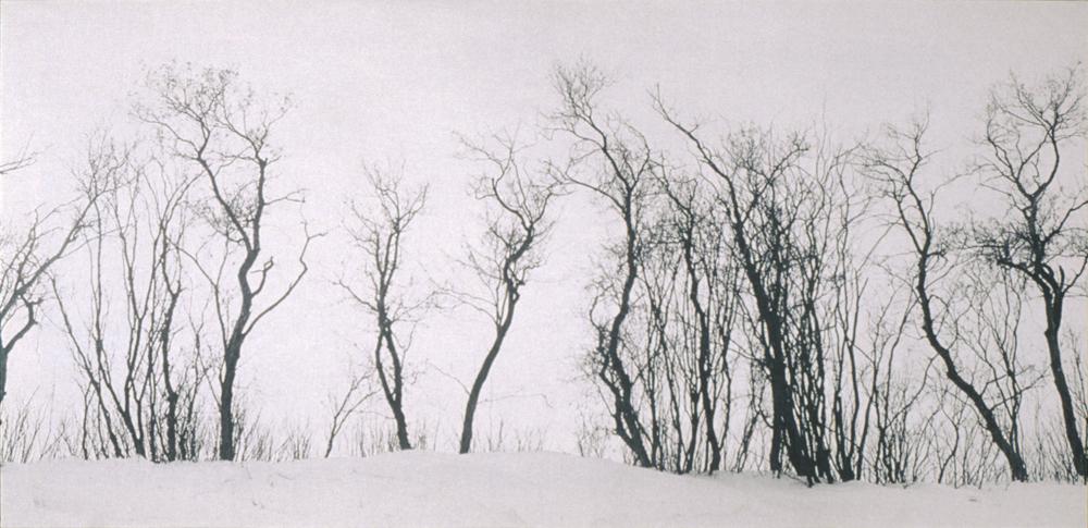 Tree Shelter Belt