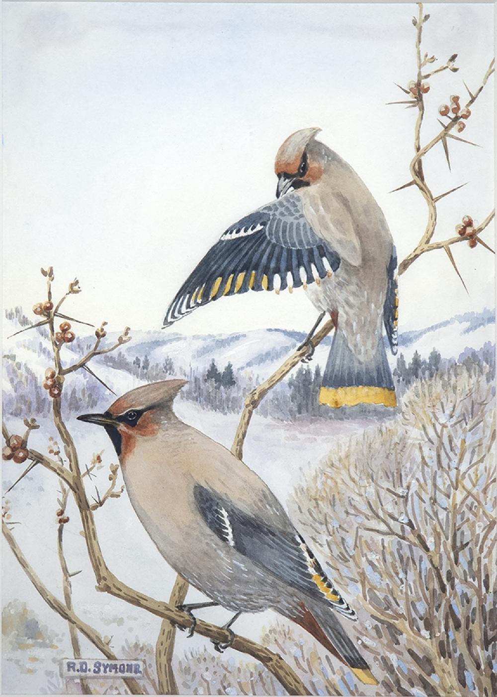 Bohemian Waxwings, Winter