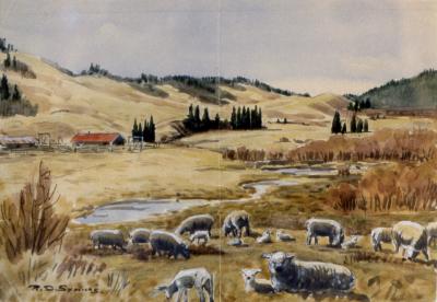 Artist's Ranch, Cypress Hills (Sheep)