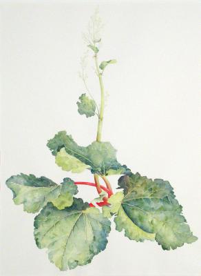 Rhubarb 3