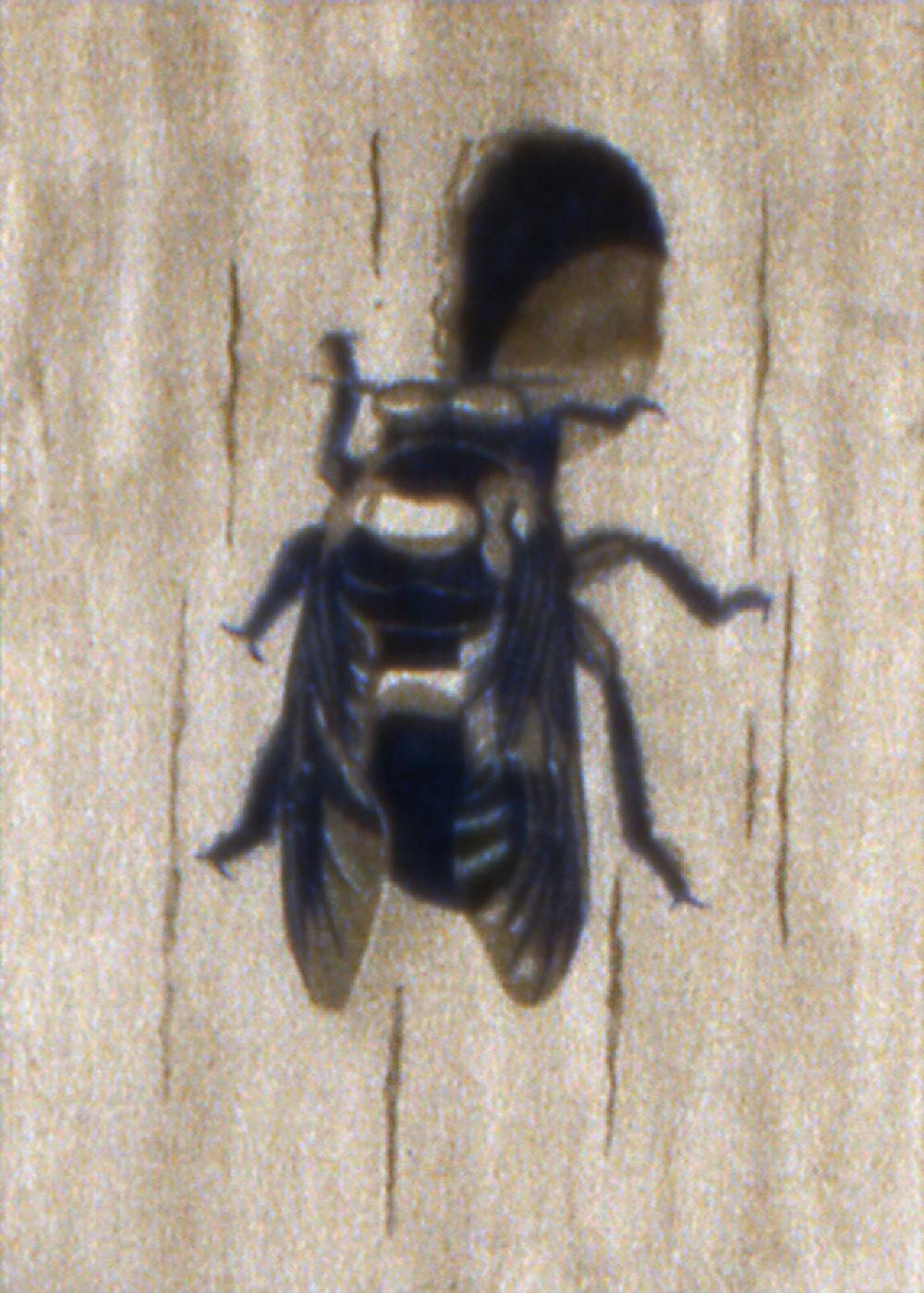 Carpenter Bee