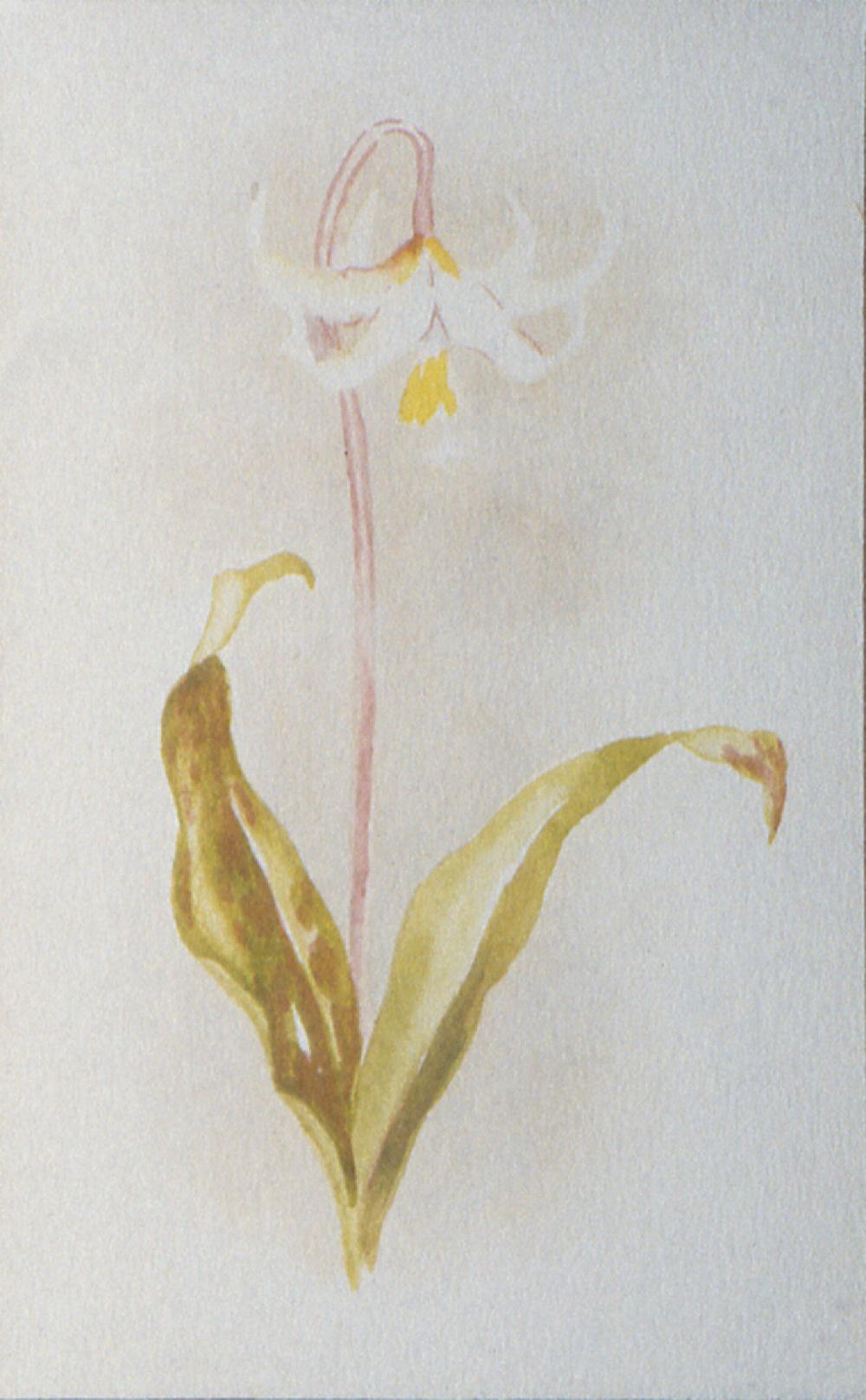 Erythronium