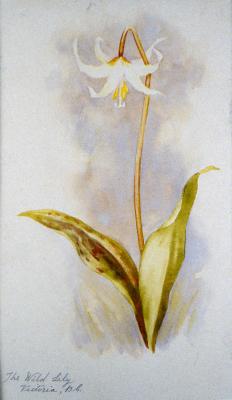 The Wild Lily, Victoria B.C.
