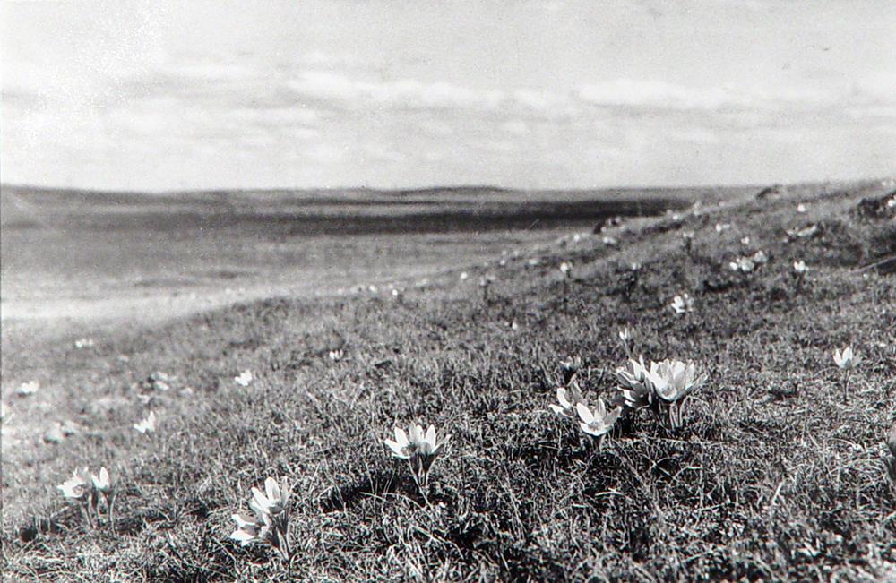 Spring on the Prairie