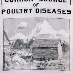 Common Source of Poultry Disease