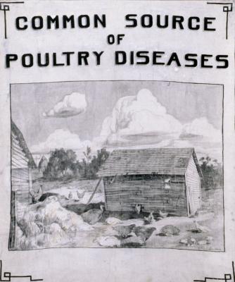 Common Source of Poultry Disease