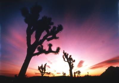 Twenty-Nine Palms, Oasis of Fertility 