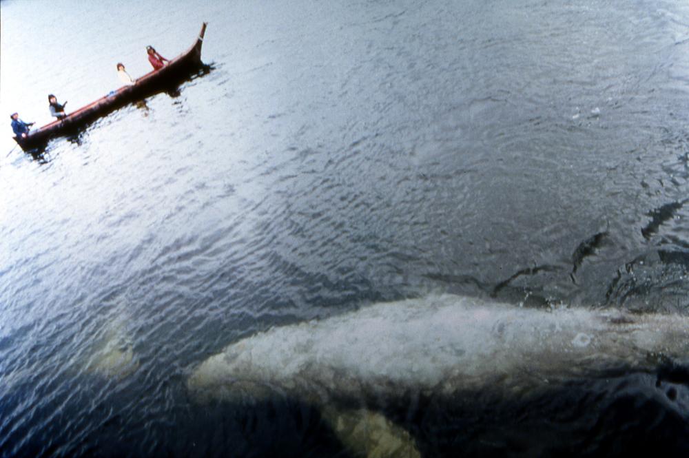 Grey Whale, Phantom of the Deep