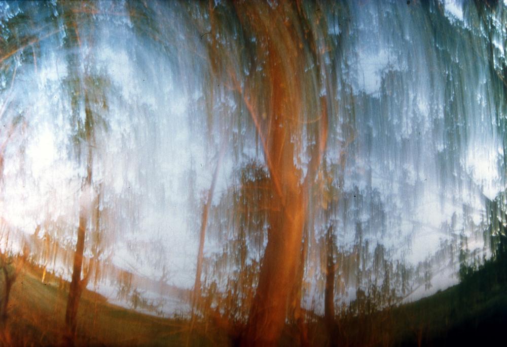 "Spirit Tree", Oasis of the Prairie