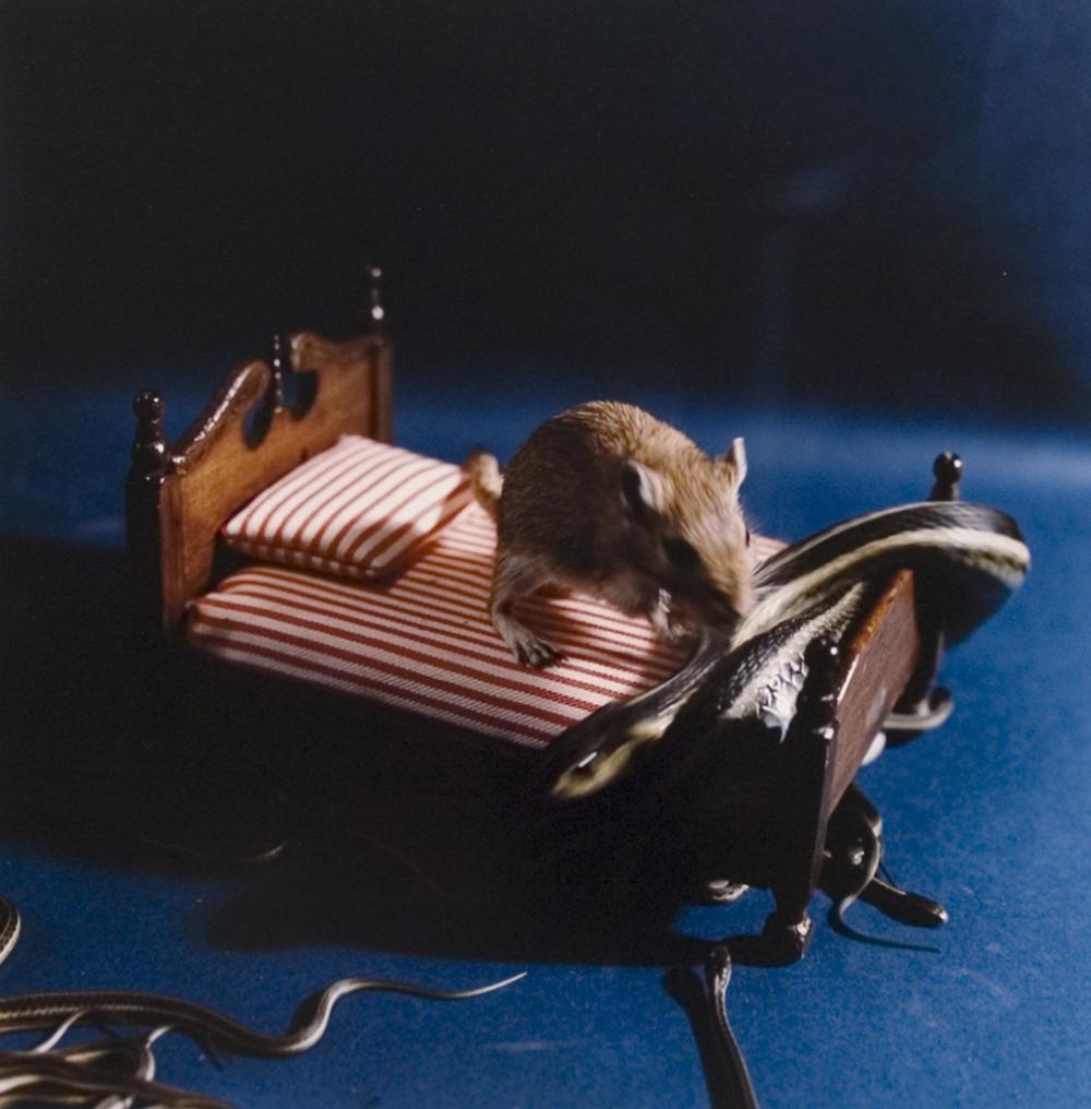 Untitled (mouse on a bed)from sub-group 'Emblems of Circumstance' from "Fallen Body 1" series