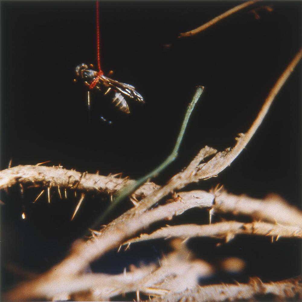 Untitled (Suspended Fly) from Vanitas series 'a'