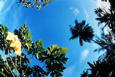 Lioramanpuel, Earth Mother of Pohnpei