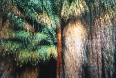 Palm Canyon, Teaching Place of Menily