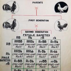 Inheritance of Two Pairs of Factors