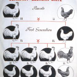 Inheritance of Plumage Color Dominant Leghorn White