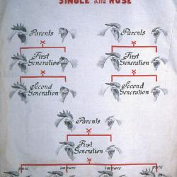 Comb Inheritance Single and Rose