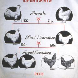 Inheritance of Plumage Color Epistasis