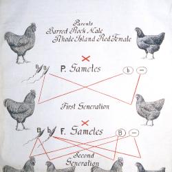 Sex Linked Inheritance Barring