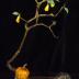 Bench Pumpkin