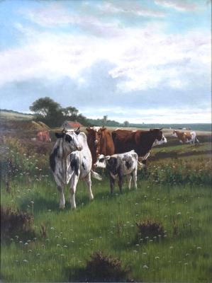 Cattle in the Fields